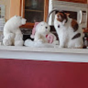 Meet your Posher, Marjorie